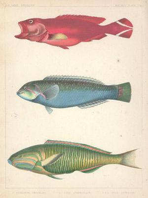 Unknown: Fish Engraving from Perry Expedition - Robyn Buntin of Honolulu