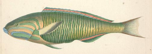 Unknown: Fish Engraving from Perry Expedition - Robyn Buntin of Honolulu