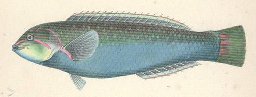 Unknown: Fish Engraving from Perry Expedition - Robyn Buntin of Honolulu