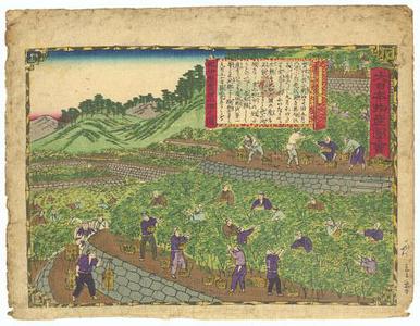 Utagawa Hiroshige III: Orange Grove in Kii - Robyn Buntin of Honolulu