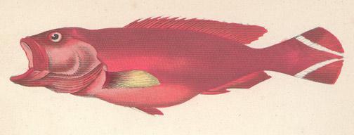 Unknown: Fish Engraving from Perry Expedition - Robyn Buntin of Honolulu