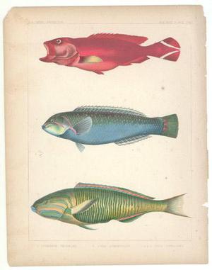 Unknown: Fish Engraving from Perry Expedition - Robyn Buntin of Honolulu