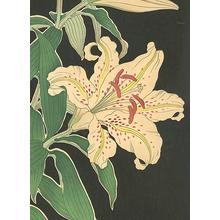 Unknown: Lilies - Robyn Buntin of Honolulu