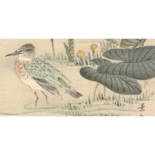 Unknown: Bird Print - Robyn Buntin of Honolulu