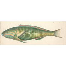 Unknown: Fish Engraving from Perry Expedition - Robyn Buntin of Honolulu