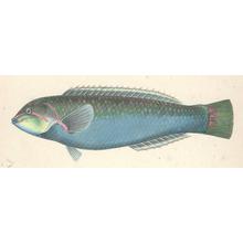 Unknown: Fish Engraving from Perry Expedition - Robyn Buntin of Honolulu