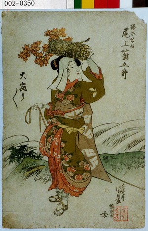 Japanese Print "「桜のせゐ 尾上菊五郎」「大当り／＼」" by Utagawa Kunisada, 歌川国貞 (国貞〈1〉)