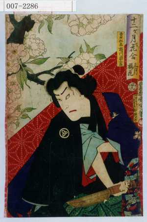 Toyohara Kunichika: 「十二ヶ月花合 三月 桜花」「吉田松若 市川団三郎」 - Waseda University Theatre Museum