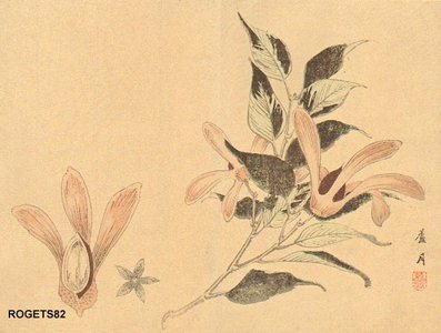 Yoshimi, Rogetsu: Botanical print - Asian Collection Internet Auction