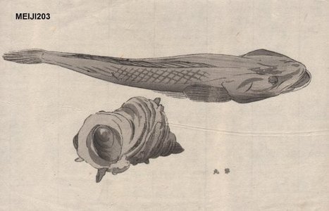 Unknown: Lingcod and top shell - Asian Collection Internet Auction