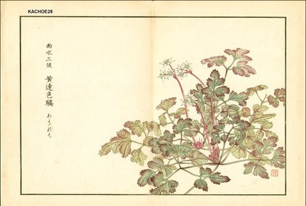 Kose, Shoseki: Rhizoma coptidis (huang lian) - Asian Collection Internet Auction