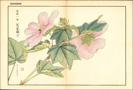 Kose, Shoseki: Hibiscus - Asian Collection Internet Auction