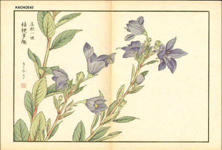 Kose, Shoseki: Chinese bell flower - Asian Collection Internet Auction