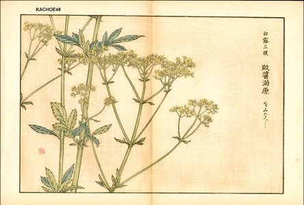 Kose, Shoseki: Patrinia scabiosaefolia (Duhurian patrinia) - Asian Collection Internet Auction
