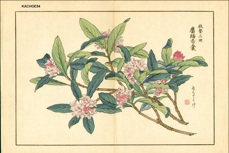 Kose, Shoseki: Hydrandea - Asian Collection Internet Auction