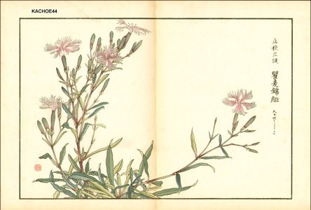 Kose, Shoseki: Dianthus (pinks) - Asian Collection Internet Auction