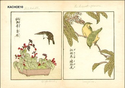 無款: SHUKAIDO and HIYODORI, Loquat and MEJIRO - Asian Collection Internet Auction