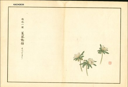 Kose, Shoseki: Eranthis pinnatifida (Eranthis) - Asian Collection Internet Auction