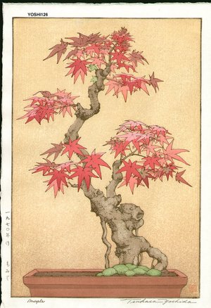 Yoshida, Tsukasa: Maple (maple bonzai) - Asian Collection Internet Auction