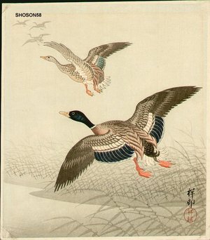 Shoson Ohara: Mallards over reeds - Asian Collection Internet Auction