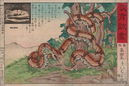 Not signed: Boa Constrictor - Asian Collection Internet Auction