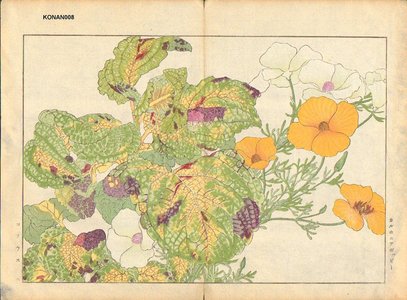 Tanagami, Konan: California Poppy and Colius - Asian Collection Internet Auction