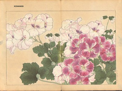 Tanagami, Konan: Pelargonium - Asian Collection Internet Auction