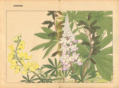Tanagami, Konan: Lupinus - Asian Collection Internet Auction