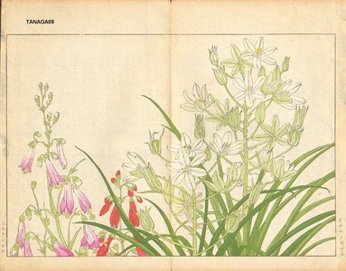 Tanagami, Konan: Ornithogalaum and Chelonanthera - Asian Collection Internet Auction