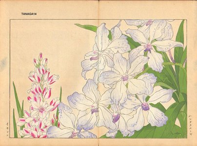 Tanagami, Konan: Vanda Caerulea and Ixia - Asian Collection Internet Auction