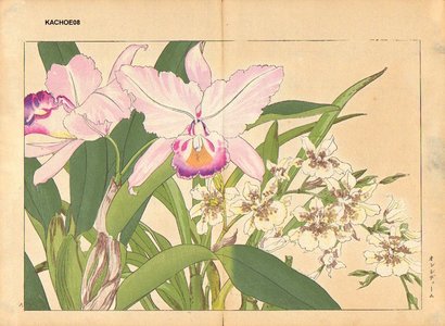 Tanagami, Konan: Oncidium and Catteya - Asian Collection Internet Auction