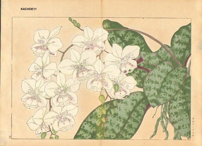 Tanagami, Konan: Phalaenopsis - Asian Collection Internet Auction