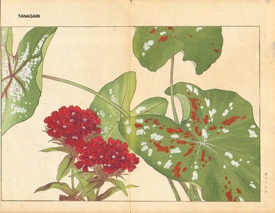 Tanagami, Konan: Caladium and Sweet William - Asian Collection Internet Auction
