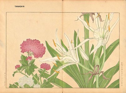 Tanagami, Konan: Cambpetum Ghandiflorum and Centrantus - Asian Collection Internet Auction