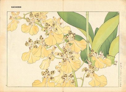 Tanagami, Konan: ONCIDIUM ORNITHORYNCHUM - Asian Collection Internet Auction
