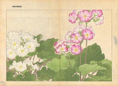 Tanagami, Konan: Primula - Asian Collection Internet Auction