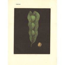Yokoi, Tomoe: Green Peas and Walnut - Asian Collection Internet Auction