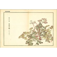 Kose, Shoseki: Rhizoma coptidis (huang lian) - Asian Collection Internet Auction