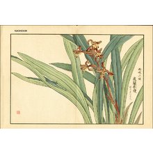 Kose, Shoseki: Orchid - Asian Collection Internet Auction