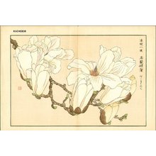 Kose, Shoseki: Magnolia - Asian Collection Internet Auction