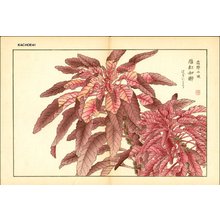 Kose, Shoseki: Amaranthus - Asian Collection Internet Auction