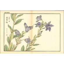 Kose, Shoseki: Chinese bell flower - Asian Collection Internet Auction