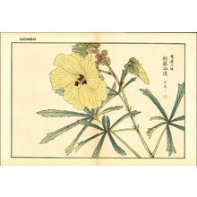 Kose, Shoseki: Abelmoschus (Hibiscus) - Asian Collection Internet Auction