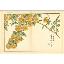 Kose, Shoseki: Japanese Yellow Rose - Asian Collection Internet Auction