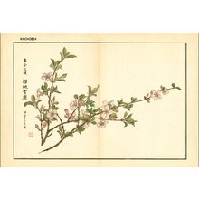 Kose, Shoseki: Cherry blossom - Asian Collection Internet Auction