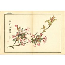 Kose, Shoseki: Cherry - Asian Collection Internet Auction