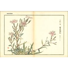 Kose, Shoseki: Dianthus (pinks) - Asian Collection Internet Auction