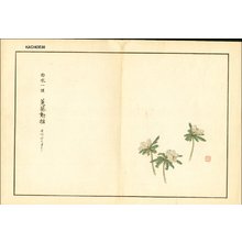 Kose, Shoseki: Eranthis pinnatifida (Eranthis) - Asian Collection Internet Auction