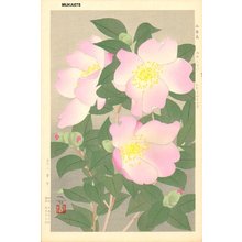 Mukai, Kuma: SASANQUA (camellia) - Asian Collection Internet Auction