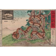 Not signed: Boa Constrictor - Asian Collection Internet Auction